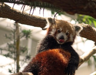 Red panda
